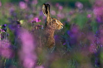 Brown hare (Lepus europaeus) among Red Campion in meadow North Norfolk, England, UK. spring