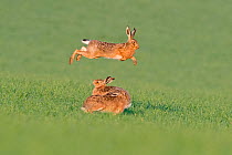 Brown hare (Lepus europaeus) boxing in spring North Norfolk, England, UK. May.