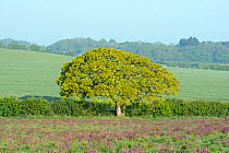 Oak tree (Quercus robur) in hedgerow, north Norfolk, England, UK. May.