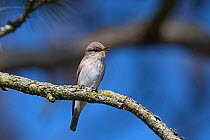 Spotted flycatcher (Muscicapa striata) in song North Norfolk, England, UK. May