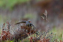 Common cuckoo (Cuculus canorus) mobbed by Meadow pipits (Anthus pratensis) Caithness Scotland May