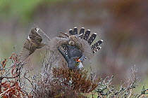 Common cuckoo (Cuculus canorus) mobbed by Meadow pipits (Anthus pratensis) Caithness Scotland May