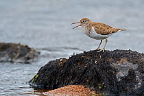 Common sandpiper (Actitis hypoleucos) calling from boulder in river, Caithness, Scotland, UK. May.