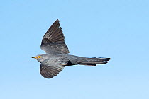 Common cuckoo (Cuculus canorus) in flight, Caithness Scotland, UK. May.