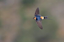 Red-rumped swallow (Cecropis daurica) near Zamora, Spain, June.