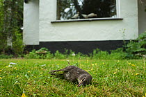 Starling (Sturnus vulgaris) juvenile killed after it flew into window, Norfolk, England, UK. May.