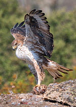 Bonelli's eagle (Aquila fasciata) male feeding, Arribes del Duero Natural Park (Parque Natural de Arribes del Duero) ,Spain, June