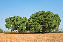 Cork oak (Quercus suber) in Arribes del Duero Natural Park (Parque Natural de Arribes del Duero) near Pinilla de Fermoselle, Castile and Leon, Spain. June.