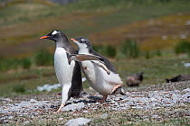 Gentoo penguin (Pygoscelis papua) chick begging for food by chasing adult, Holmestrand, South Georgia January