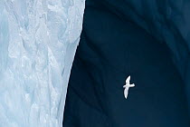 Snow petrel (Pagadroma nivea nivea) flying around Iceberg off South Georgia, Southern Ocean January
