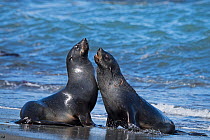 Young Antarctic fur seal (Arctocephalus gazella) St Andrews Bay South Georgia January
