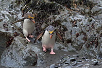Macaroni penguins (Eudyptes chrysolophus) Hercules Bay South Georgia January