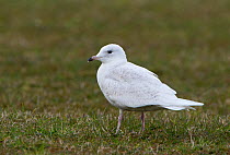 Iceland gull (Larus glaucoides) with 1st summer or second year plumage Unst, Shetland, Scotland, UK. June