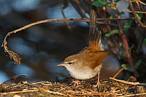 Cetti&#39;s warbler (Cettia cetti) Northern Israel, January