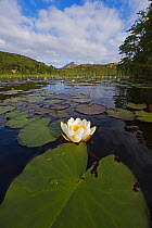 White water lily (Nymphaea alba) growing in Lochan in Inverpolly National Nature Reserve, NW Scotland, UK. June