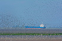 Waders, Oystercatchers (Haematopus ostralegus) and Red knot (Calidris canutus) out on the Wash, massing together as the tide pushes in prior to high tide and roosting, Snettisham Norfolk, England, UK....