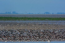 Waders, Oystercatchers (Haematopus ostralegus) and Red knot (Calidris canutus) out on the Wash, massing together as the tide pushes in prior to high tide and roosting, Snettisham Norfolk, England, UK....