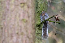 Grey squirrel (Sciurus carolinensis) Norfolk, England, UK. UK January