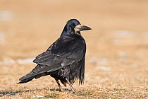 Rook (Corvus frugilegus) adult Hortobagy National Park, Hungary January