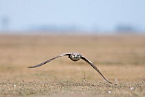 Saker falcon (Falco cherrug) Hortobagy National Park, Hungary January