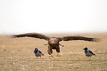 White-tailed eagle (Haliaeetus albicilla) adult with two Hooded crows (Corvus cornix) Hortobagy National Park, Hungary January