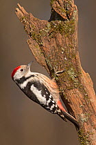 Middle Spotted Woodpecker (Leiopicus medius) Hortobagy National Park, Hungary January