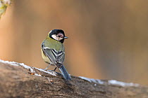 Great tit (Parus major) with Avian Pox, Hungary, January