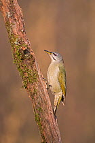Grey-headed woodpecker (Picus canus) female Hortobagy National Park, Hungary January