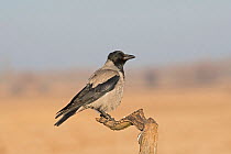 Hooded crow (Corvus cornix) Hortobagy National Park, Hungary January