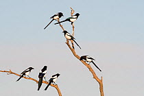 Eurasian magpies (Pica pica) gathering prior to going to roost Hortobagy National Park, Hungary January