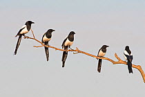 Eurasian magpies (Pica pica) five gathering prior to going to roost Hortobagy National Park, Hungary January