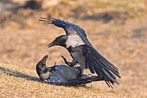 Hooded crow (Corvus cornix) fighting Hortobagy National Park, Hungary January