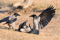 Hooded crows (Corvus cornix) fighting, Hortobagy National Park, Hungary January