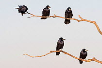 Rooks (Corvus frugilegus) five adults perched, Hortobagy National Park, Hungary January