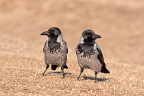 Hooded crow (Corvus cornix) Hortobagy National Park, Hungary January