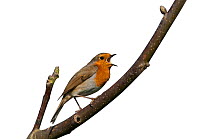 Robin (Erithacus rubecula) in song Norfolk, England, UK. April.