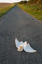 Dead Barn owl (Tyto alba) on road, killed by car on country lane North Norfolk, England, UK. August.