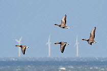 Pink-footed geese (Anser brachyrhynchus) flying against strong northerly wind off Salthouse North Norfolk, wind turbines in sea in background, England, UK. November