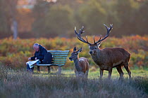 Red deer (Cervus elaphus) stag and hind and local reading paper at dawn during rut Bushy Park London, England, UK. October