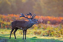 Red deer (Cervus elaphus) stag bellowing at dawn during rut Bushy Park London, England, UK. October