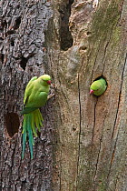 Ring necked parakeet (Psittacula krameri) Bushy Park Greater London, England, UK. October.