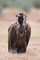Eurasian black vulture (Aegypius monachus) Sierra San Pedro, Extremadura, Spain. December