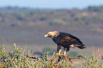 Spanish imperial eagle (Aquila adalberti) adult male approx 8 yrs old in Sierra San Pedro, Extremadura, Spain. December