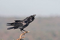 Common raven (Corvus corax) displaying Extremadura, Spain. December