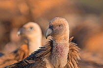 Griffon vulture (Gyps fulvus) Extremadura, Spain. December