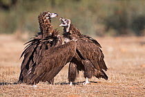 Eurasian black vultures (Aegypius monachus) fighting, Sierra San Pedro, Extremadura, Spain. December