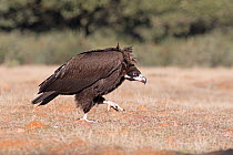 Eurasian black vulture (Aegypius monachus) in aggressive posture approaching food and other vultures Sierra San Pedro, Extremadura, Spain. December