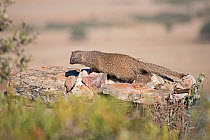 Egyptian mongoose (Herpestes ichneumon) Sierra San Pedro, Extremadura, Spain. December