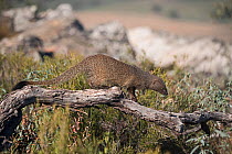Egyptian mongoose (Herpestes ichneumon) Sierra San Pedro, Extremadura, Spain. December