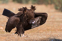 Eurasian black vulture (Aegypius monachus) in aggressive posture approaching food and other vultures Sierra San Pedro, Extremadura, Spain. December